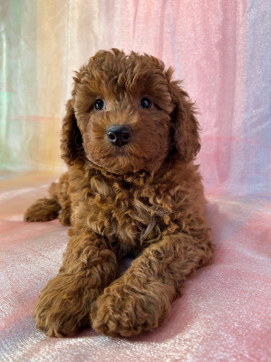 Dark Red Female Mini Golden Doodle Puppy for Sale DOB 8-25-2025 